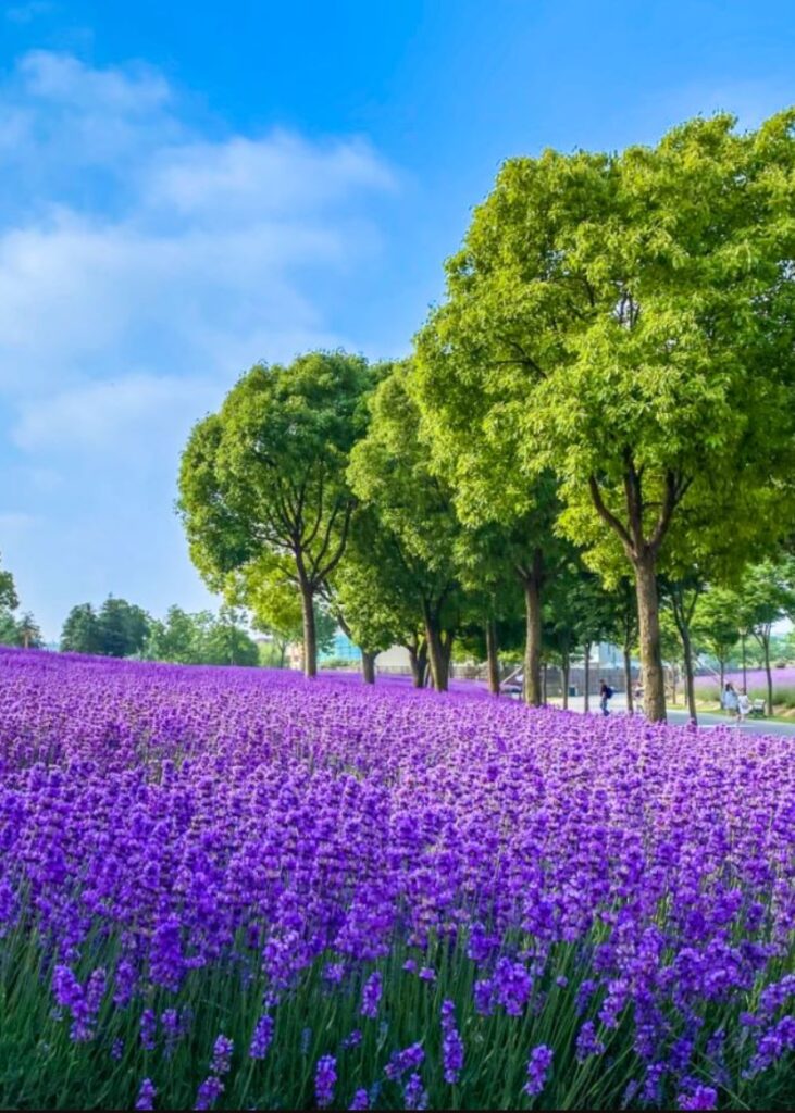 Shanghai Lavender