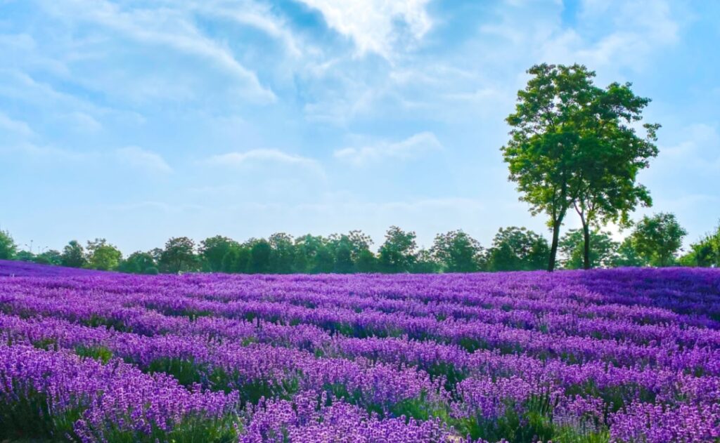 Immerse in the Enchanting Purple Romance: Discover the Upgraded Experiences at the 7th Shanghai Lavender Festival 2024!