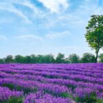 Immerse in the Enchanting Purple Romance: Discover the Upgraded Experiences at the 7th Shanghai Lavender Festival 2024!