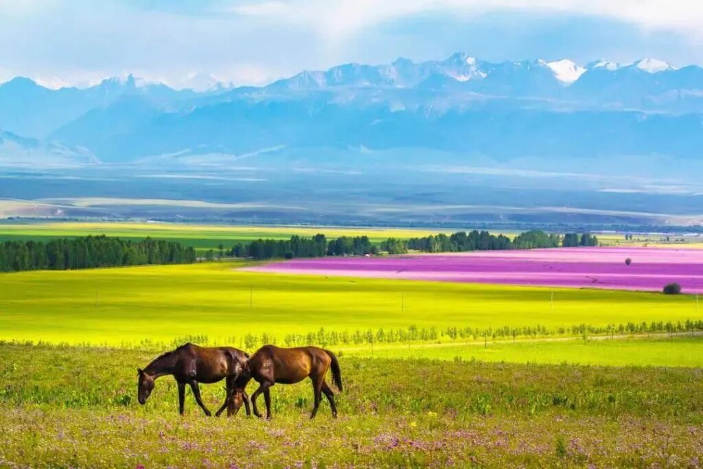 Unveiling the Hidden Gem of China: Discover the Breathtaking Beauty of Ili, Xinjiang