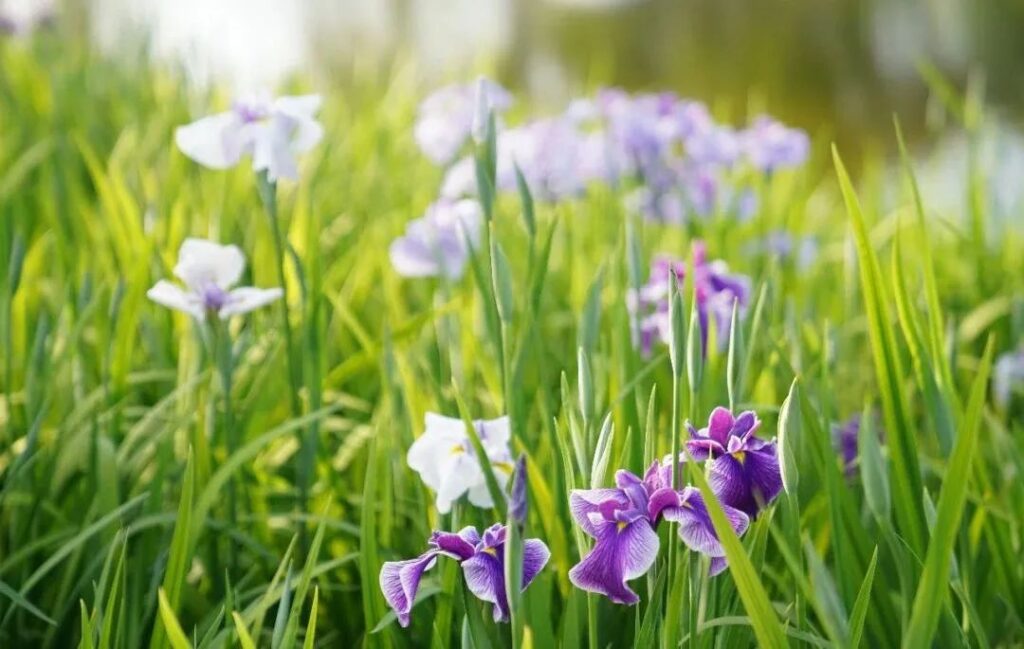 2024 Shanghai Botanical Garden Iris Flower Appreciation Season