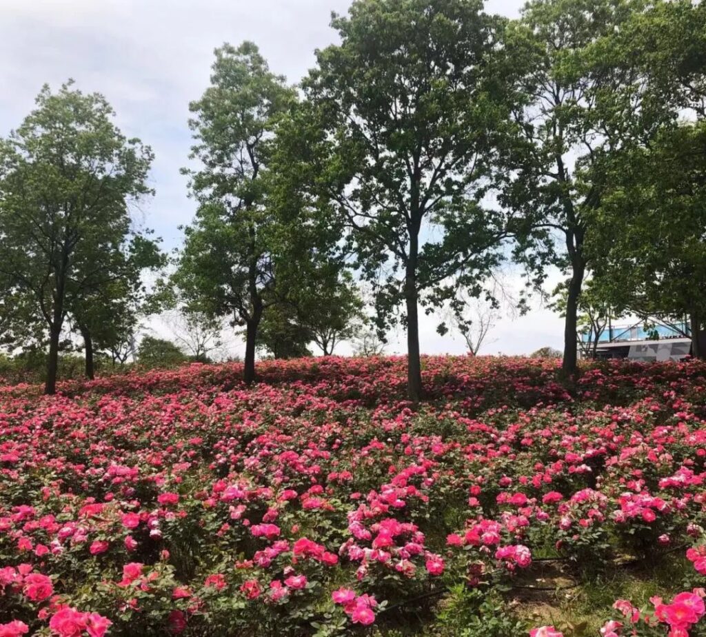 Shanghai rose garden