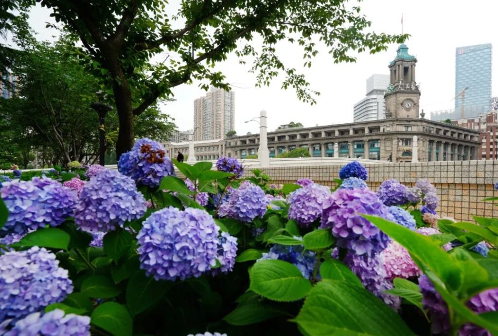 Discover the Hidden Gem of Shanghai: A Tranquil Floral Paradise Along the Suzhou Creek