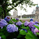 Discover the Hidden Gem of Shanghai: A Tranquil Floral Paradise Along the Suzhou Creek