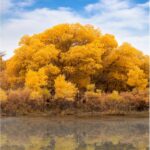 Alxa League Travel Guide: Unparalleled Autumn Scenery You Can’t Afford to Miss!