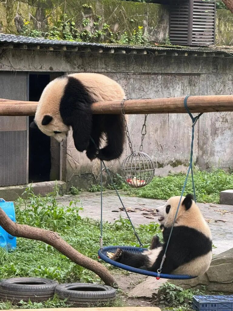 Chengdu Panda