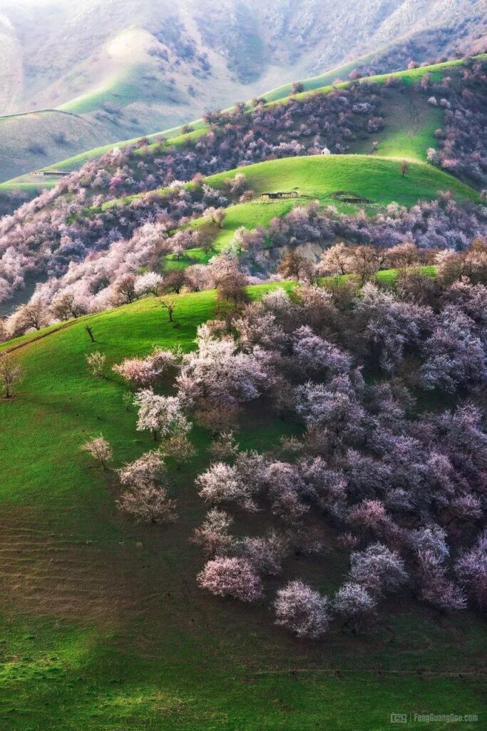 Xinghe Apricot Blossom Valley, Xinjiang