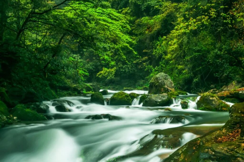 Zhangjiajie Golden Whip Stream