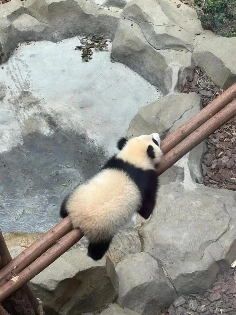 Chengdu Panda