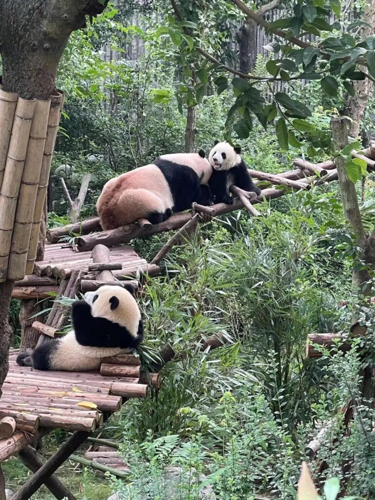 Chengdu Panda