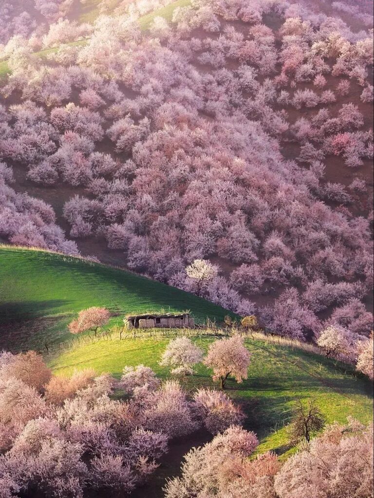 Yili Apricot Blossom Valley