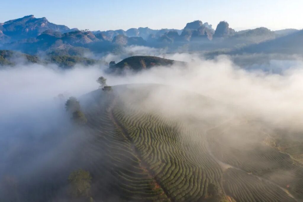 Wuyi Mountain  Da Hong Pao 