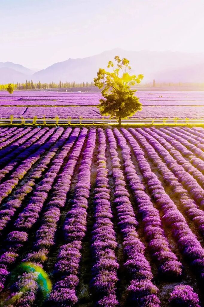 Huocheng Lavender