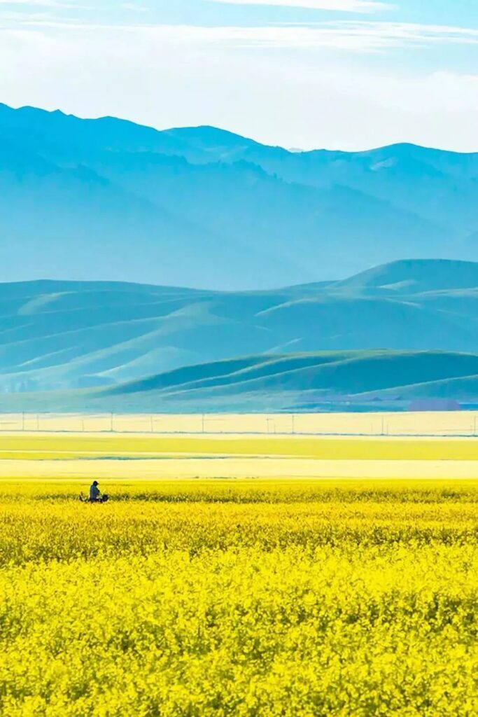 Zhaosu Rapeseed Flowers