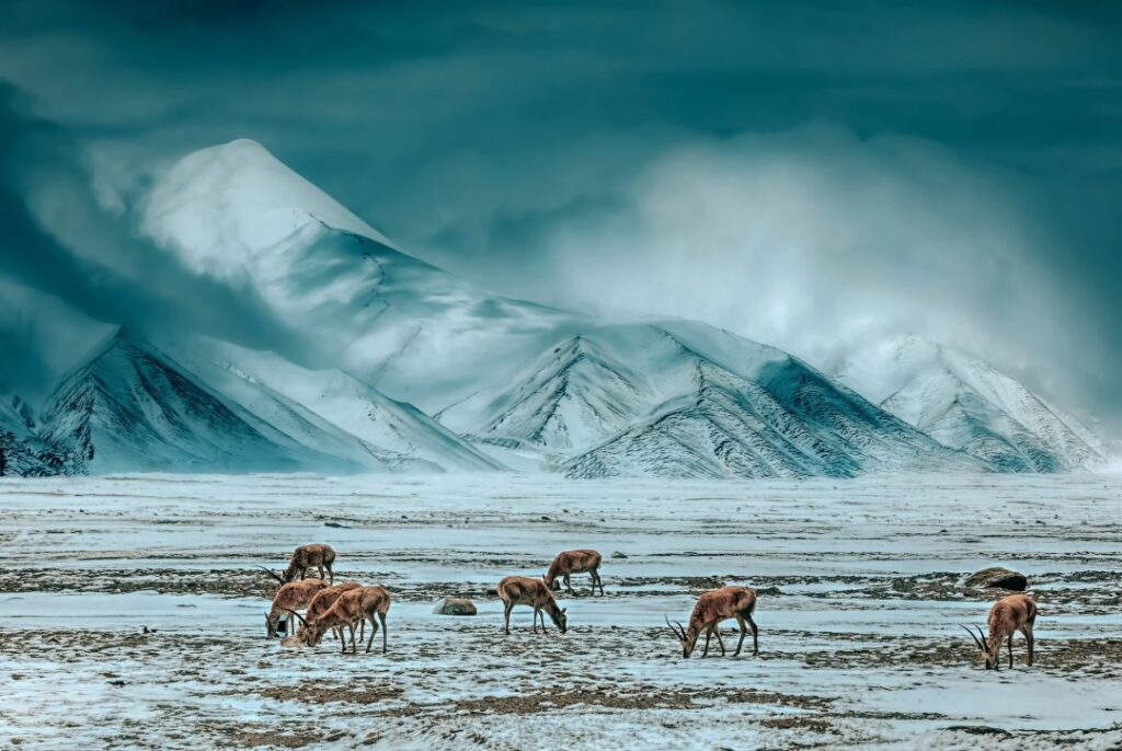 Qinghai