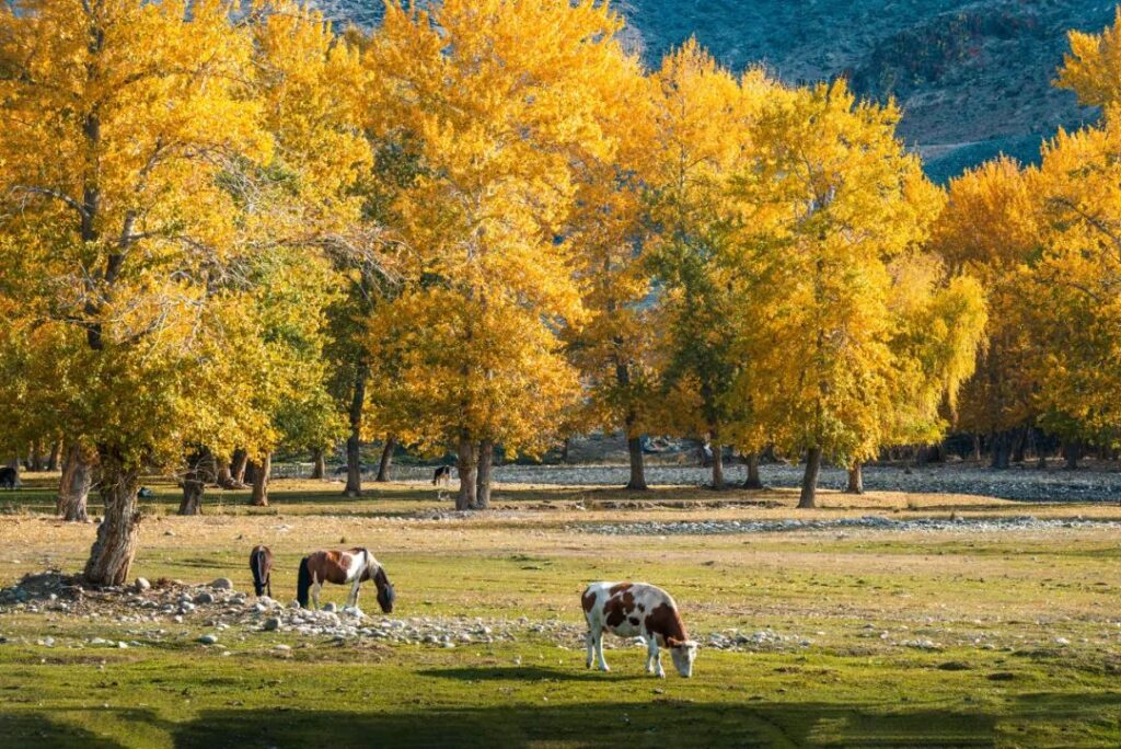 Altay