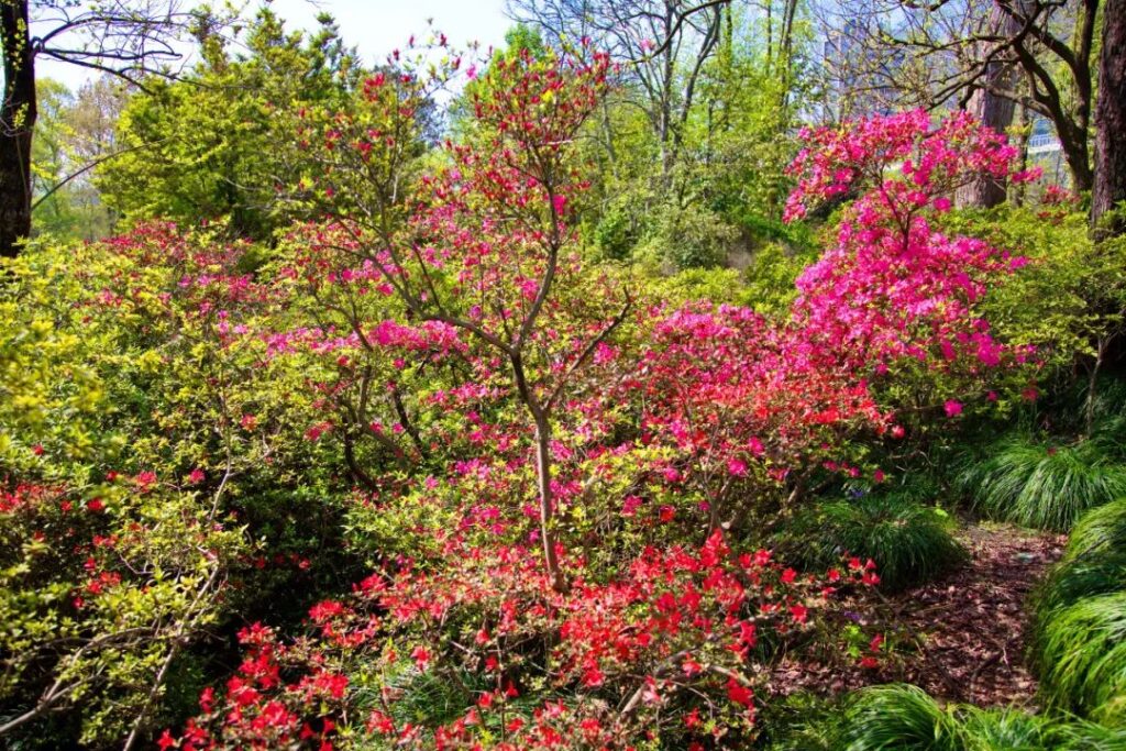 Shanghai Botanical Garden