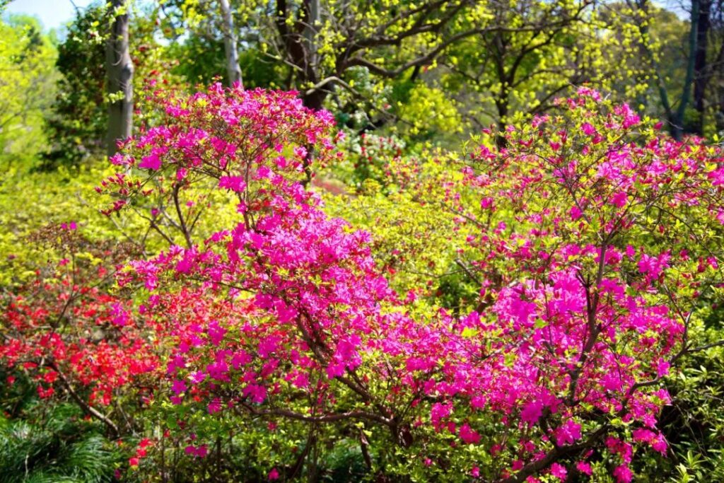 Shanghai Botanical Garden