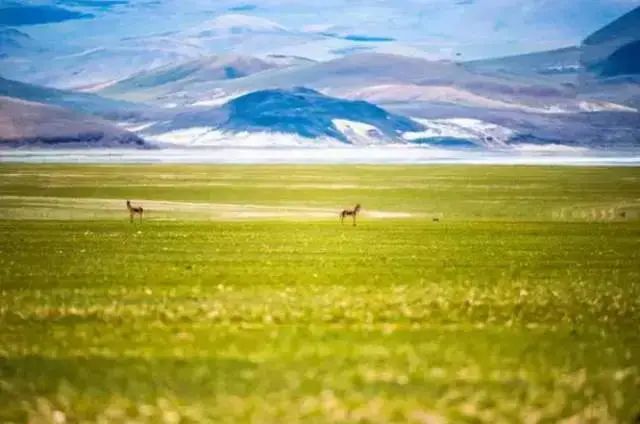 Naqu Grassland