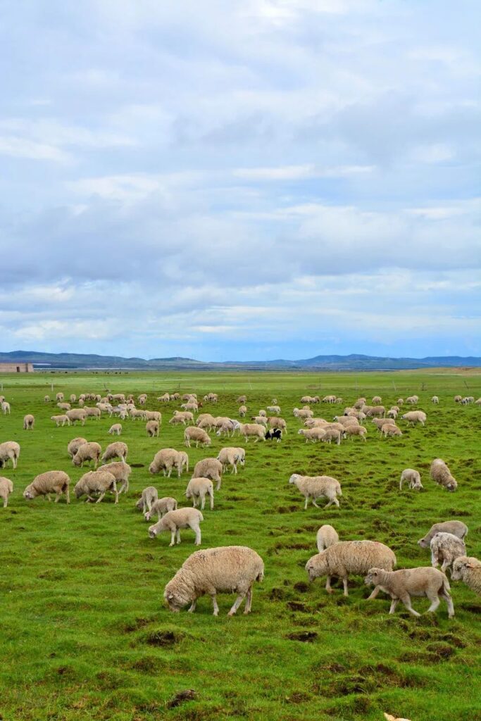 Mongolia·Xilingol Grassland