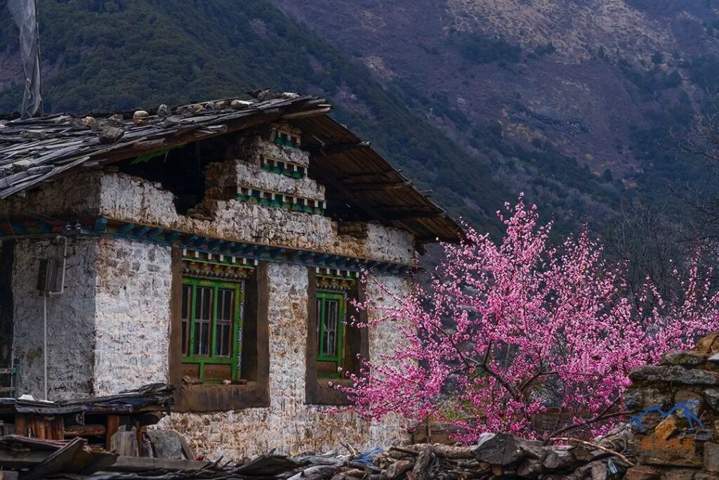 Old Houses in Jiala Village↑