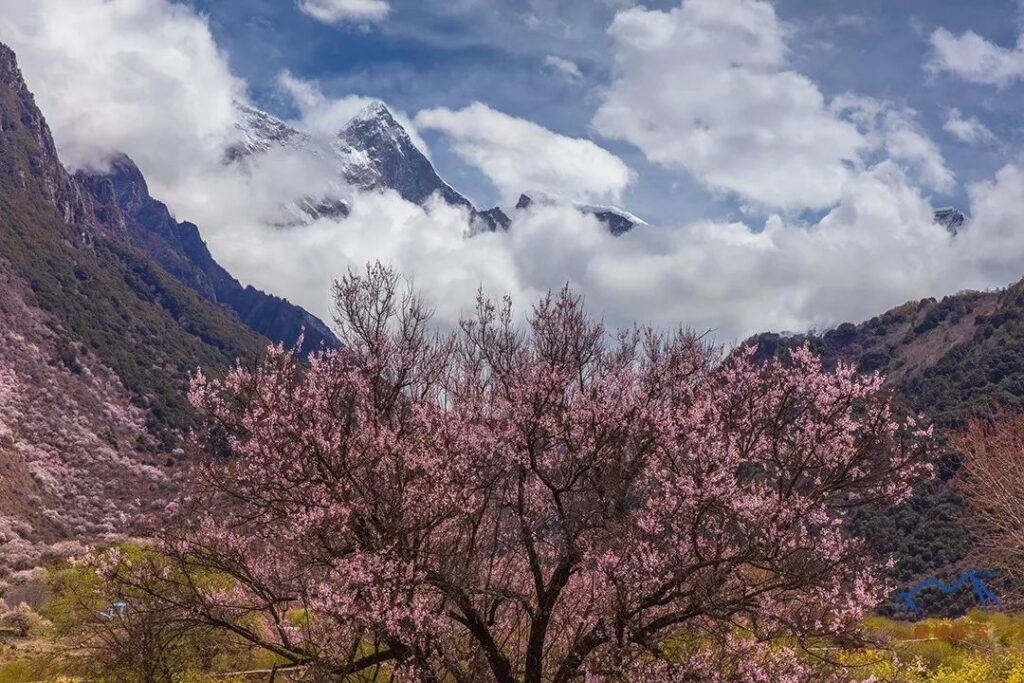 Viewing Namcha Barwa from Zhibai Village↑