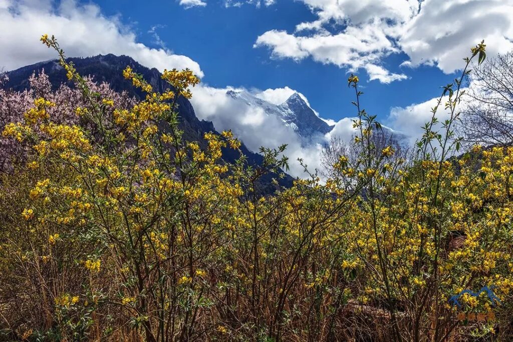 Nepal St. John's Wort↑