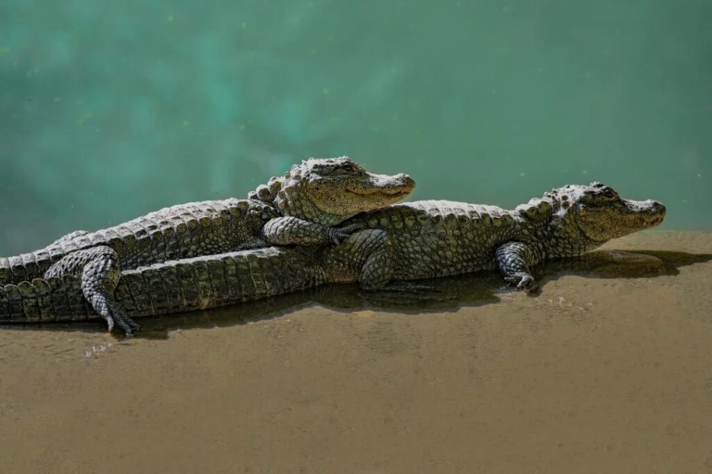 Xuancheng Anhui Yangtze Alligator Reproduction Research Center