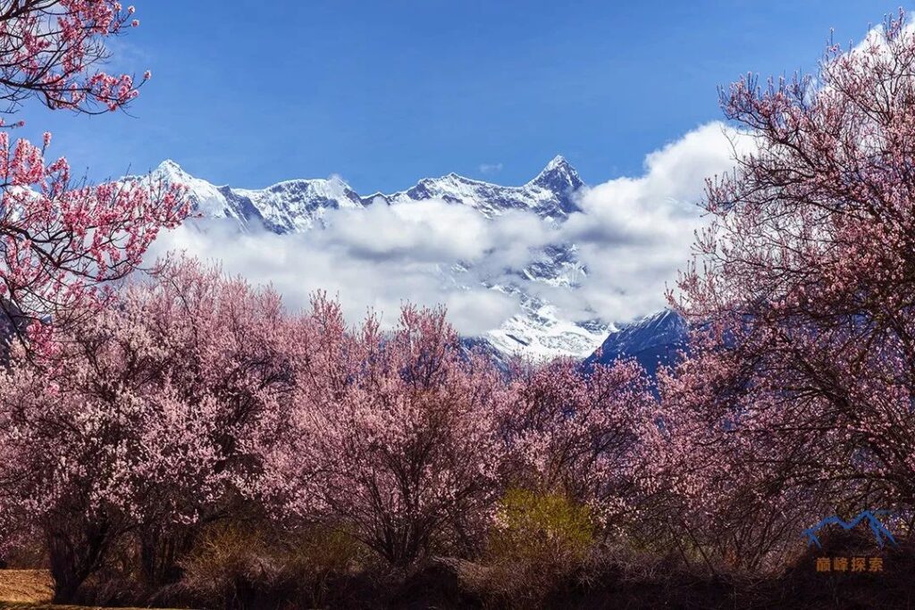 Lush Peach Blossom Forest in Sosum Village↑