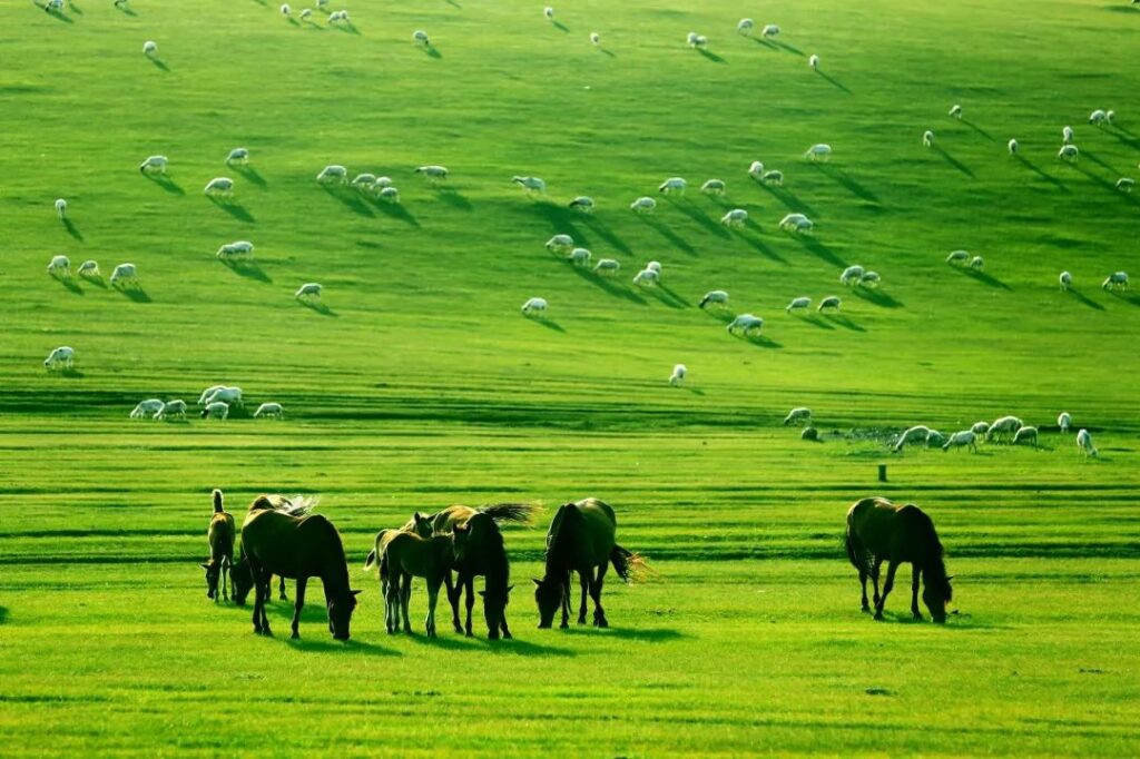 Hulunbuir Grassland