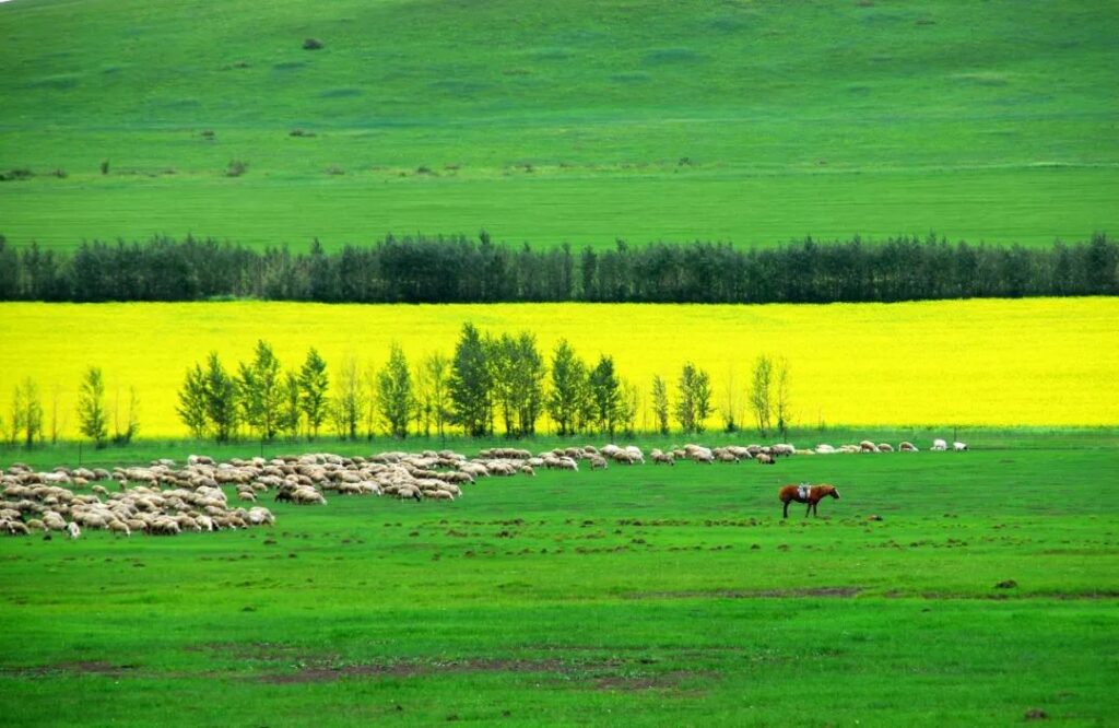 Hulunbuir Grassland