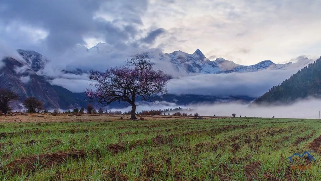 Namcha Barwa in the Morning Mist↑