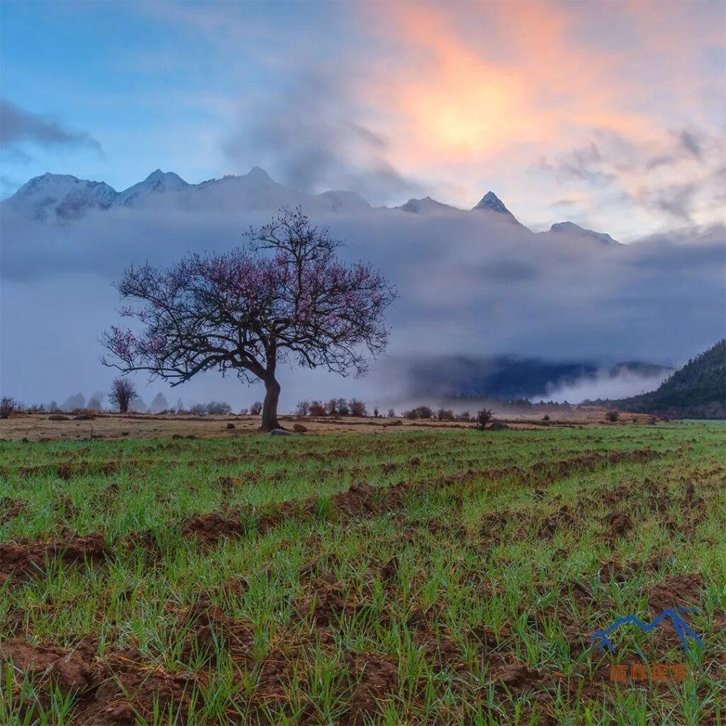 A Solitary Peach Blossom Outside Dalin Village↑