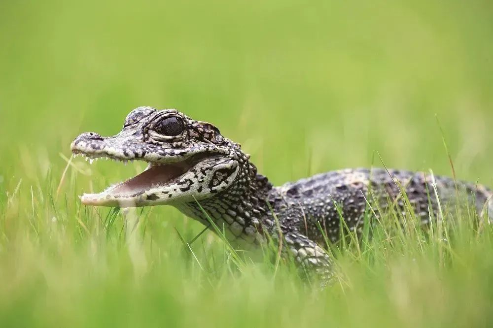 Xuancheng Anhui Yangtze Alligator Reproduction Research Center