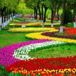 Immerse Yourself in a Sea of Tulips: Exploring the Keukenhof of China at Shanghai Flower Port