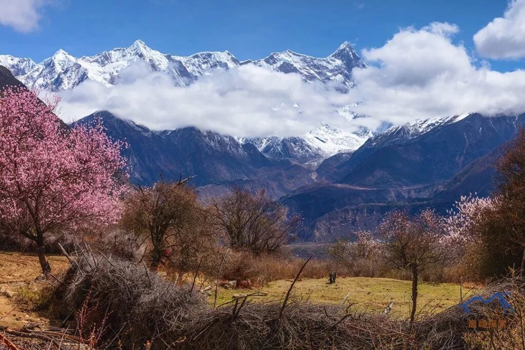 
Tibetan Pigs Raised in the Fields↑