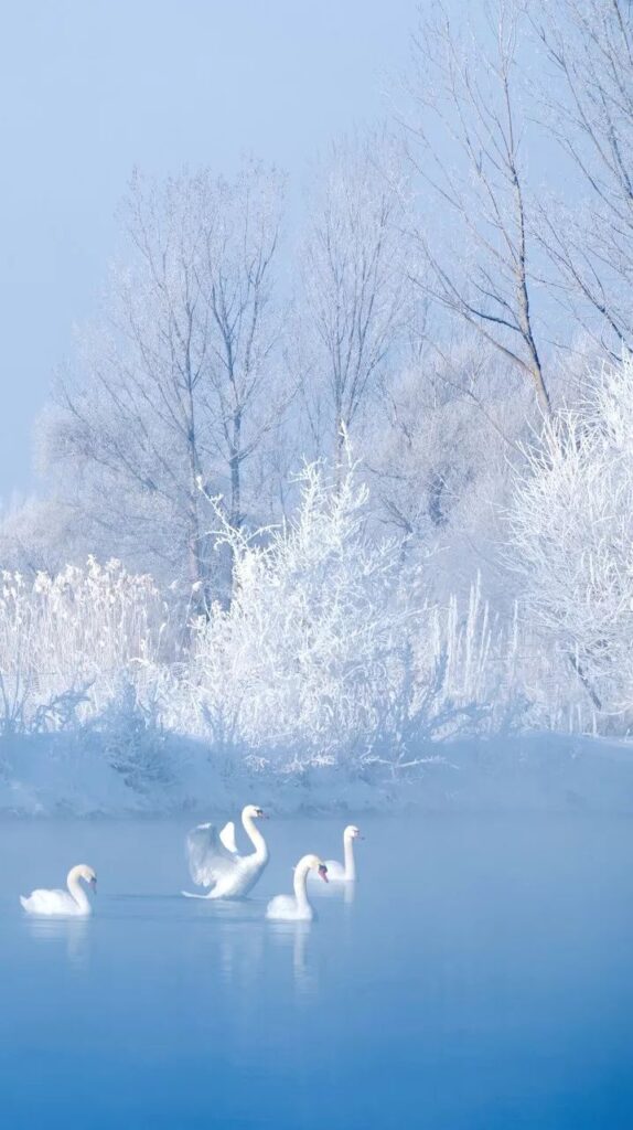 Swan Spring, Xinjiang