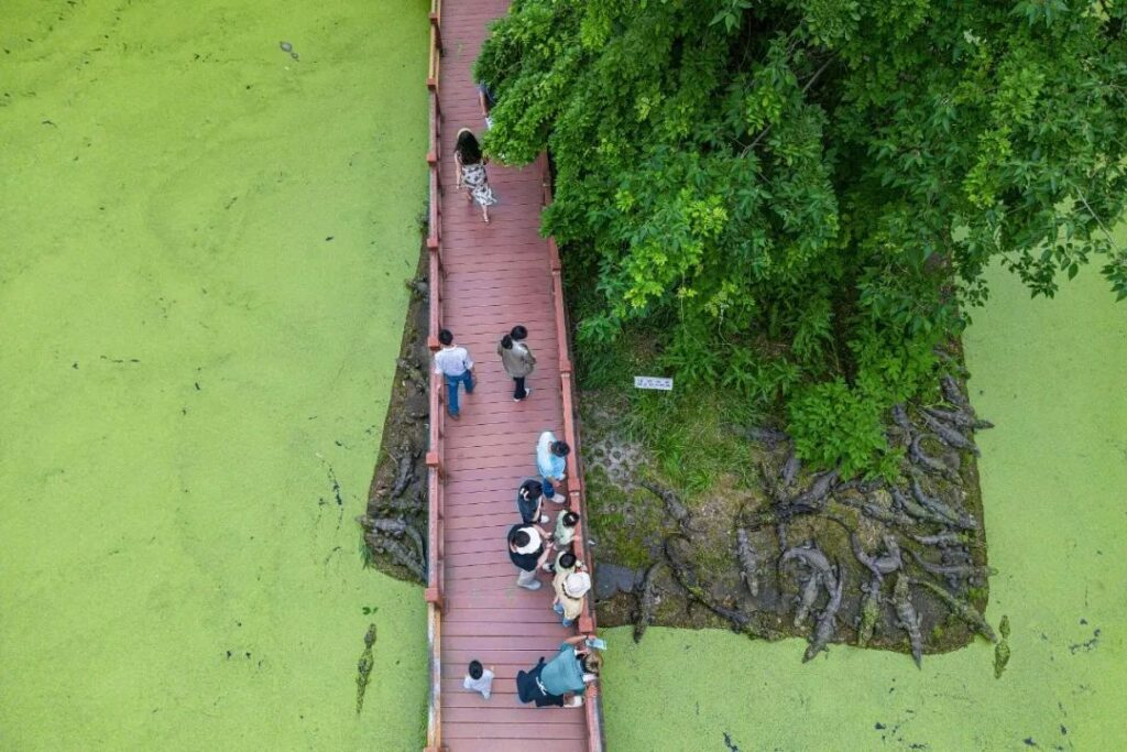 Xuancheng Anhui Yangtze Alligator Reproduction Research Center