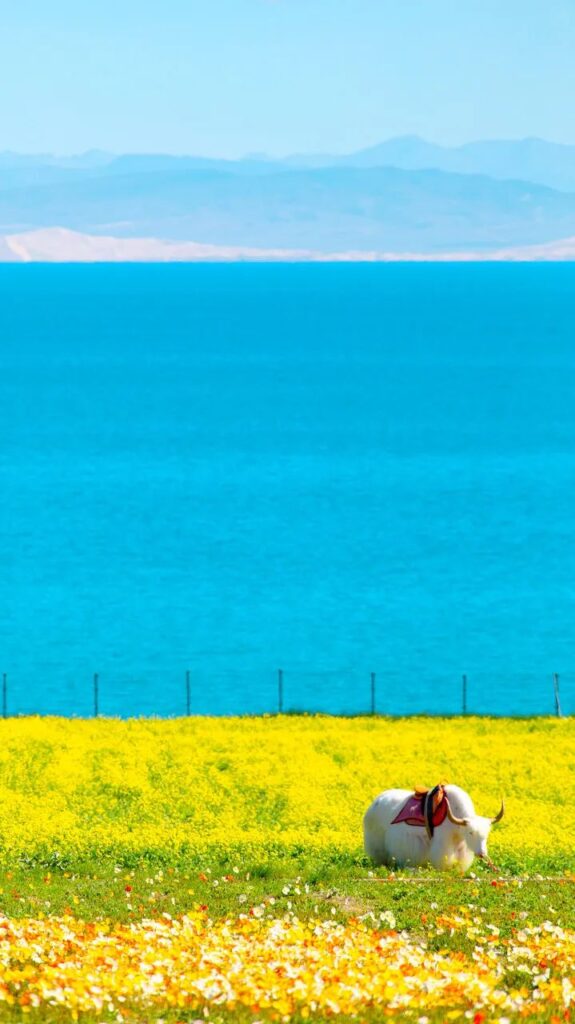 Qinghai Lake