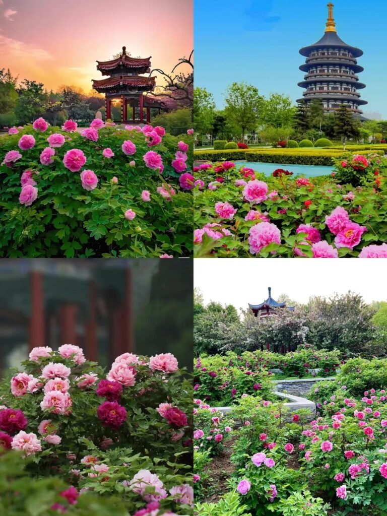 Luoyang Peony Garden