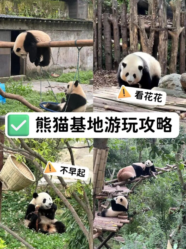 Chengdu Panda