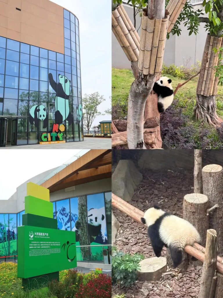 Chengdu Panda